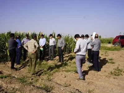 نیاز کشور به ارقام هیبرید میان‌رس، پرمحصول و مقاوم در برابر تنش‌ها