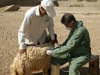 ۱۱۰ هزار دام سبک درگلستان واکسینه شدند