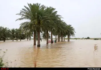 سیل بستر نخلستان‌ها را شست/ محصولی از سبزی و صیفی بر روی زمین باقی نمانده است
