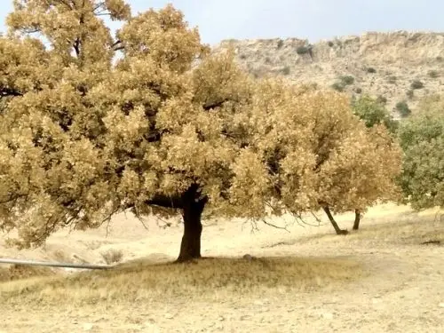 برای خشکی یک درخت بلوط ۷۲ علت نیاز است