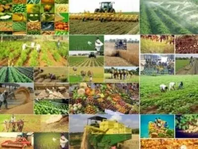 تولید بیش از ۳ میلیون تن محصولات دامی و  زراعی در لرستان