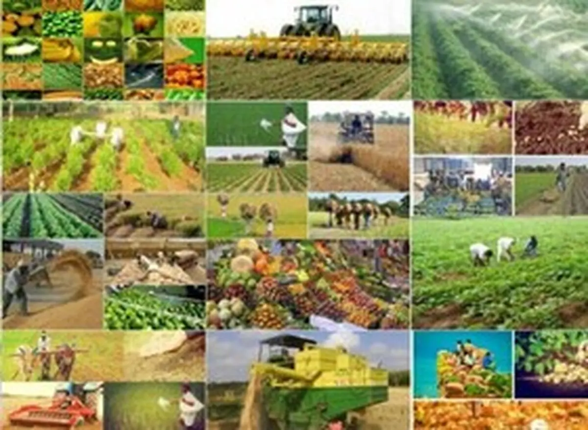 تولید بیش از ۳ میلیون تن محصولات دامی و  زراعی در لرستان