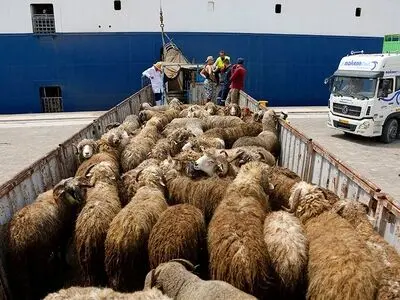 ضرورت نظارت کافی برای خروج دام و طیور از سمنان