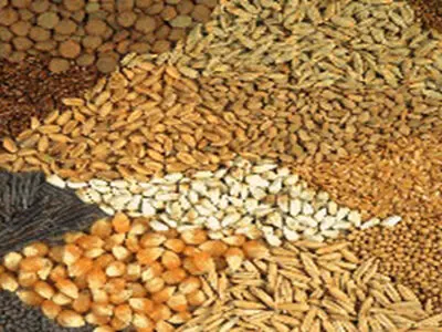  ضبط 10 تن مواد اولیه خوراک دام تاریخ مصرف گذشته در دهگلان
