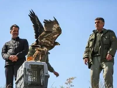 بازگشت 7 بهله پرنده شکاری به چرخه طبیعت در استان مرکزی