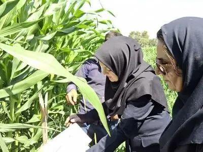 نخستین علائم آلودگی به برگ‌خوار پاییزه ذرت در مزارع شیراز مشاهده شد 
