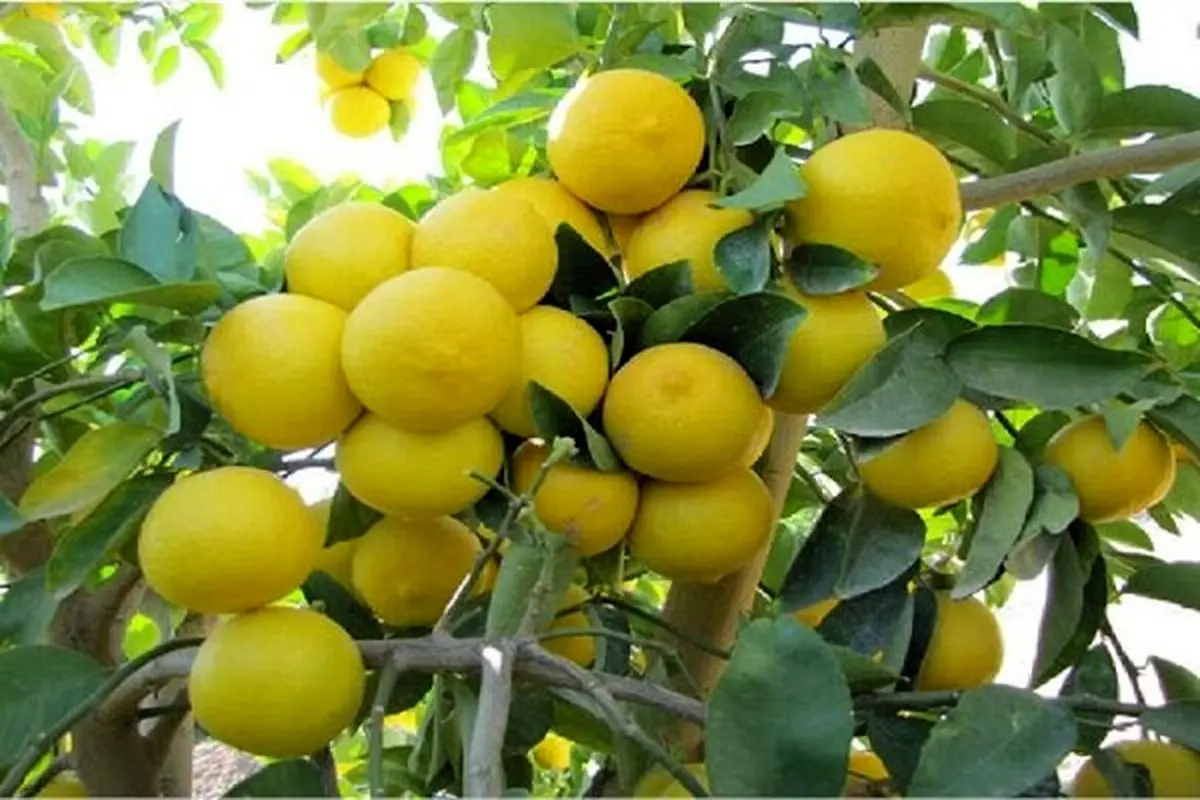 برگزاری جشنواره "لیمو" در شهرستان قصرشیرین