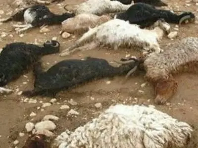 ۱۸۰ رأس گوسفند دامدار لوشانی تلف شد / این دامدار نمی‌تواند از خدمات حمایتی بیمه بهره‌مند شود