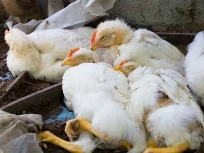 شناسایی کانون‌های بیماری آنگارای طیور در خراسان رضوی