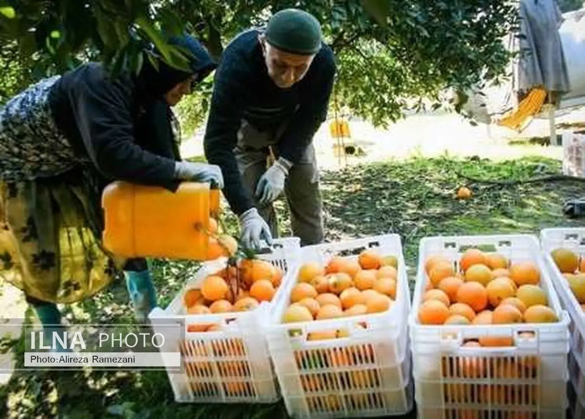 مرکبات مازندران بدون واسطه در تهران عرضه می شود