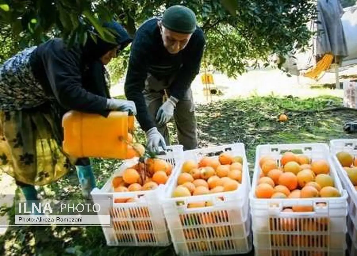 مرکبات مازندران بدون واسطه در تهران عرضه می شود