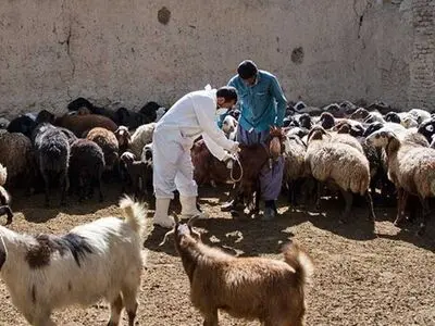 ایمن‌سازی دام سبک در مقابل تب برفکی در اولویت قرار گرفت