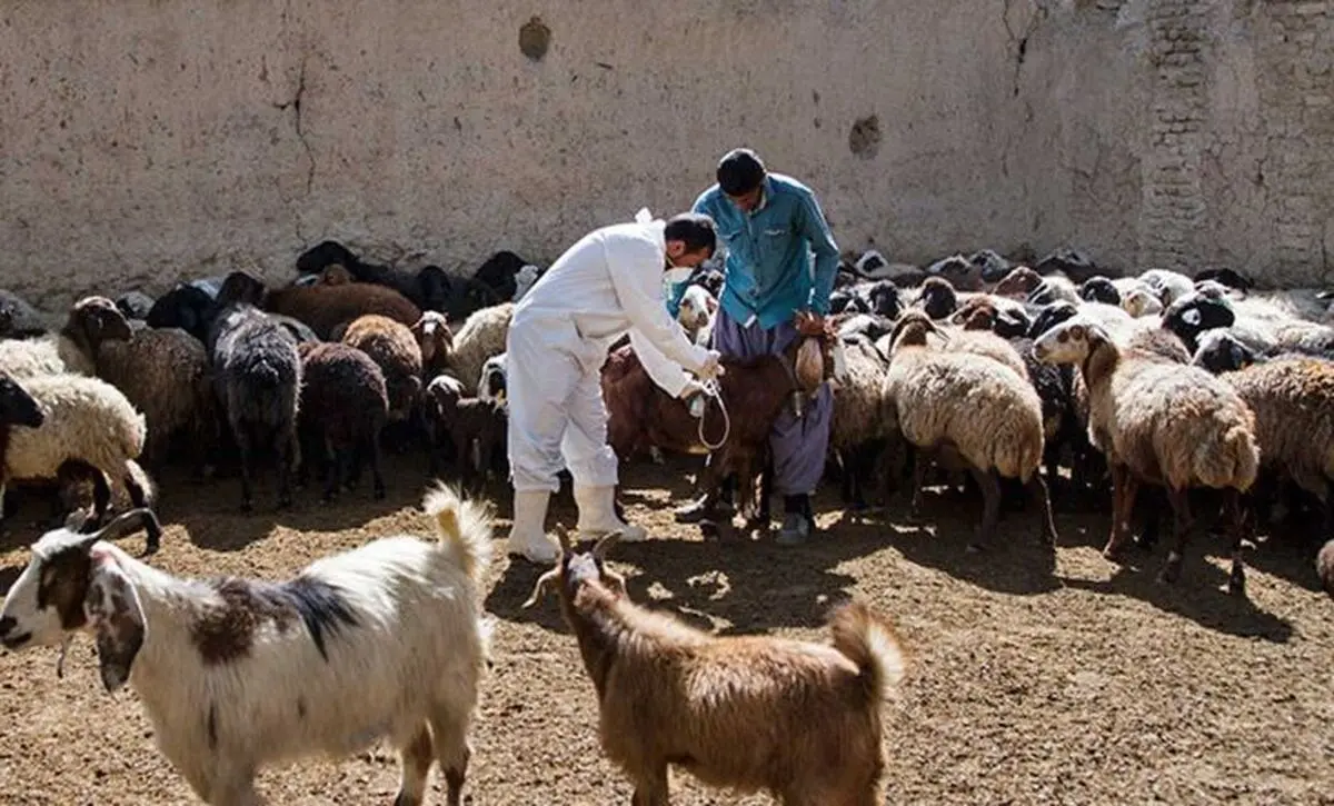 ایمن‌سازی دام سبک در مقابل تب برفکی در اولویت قرار گرفت