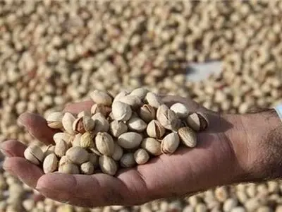 پروژه بسته‌بندی پسته تر در دامغان به بهره‌برداری رسید