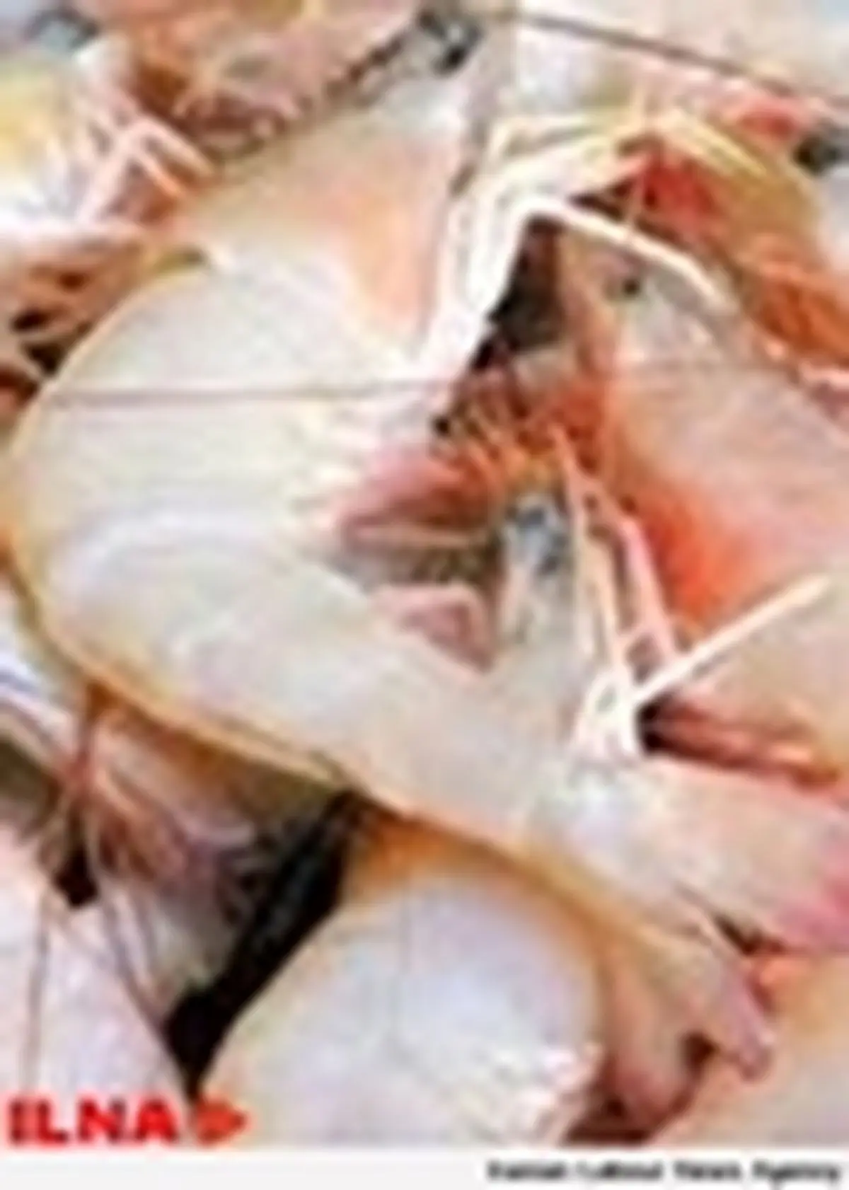 پرورش میگو نسبت به سال گذشته ۴۰ درصد رشد داشته است