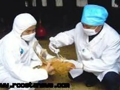 واکسیناسیون رایگان بیش از ۸۸۰۰ راس دام برعلیه بیماری تب برفکی