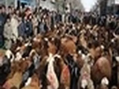 طرح ذبح نیابتی در حسینیه اعظم زنجان انجام می‌شود