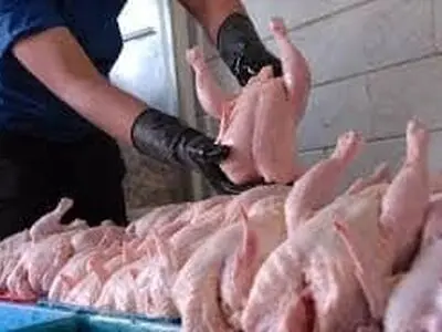 افزایش ٢٤ درصدی تولید گوشت مرغ در فارس