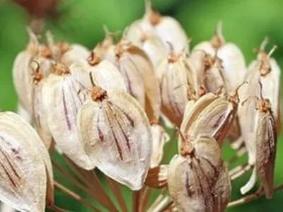 خواص گلپر برای سلامتی: از تقویت حافظه تا محافظت از کبد