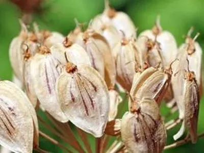 خواص گلپر برای سلامتی: از تقویت حافظه تا محافظت از کبد