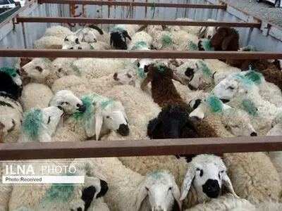 ۱۶۴ میلیارد تومان تسهیلات به بهره برداران دام و طیور پرداخت شد