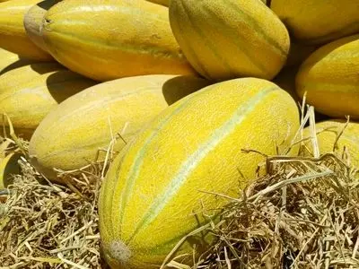 تربت‌جام قطب نخست تولید خربزه در ایران