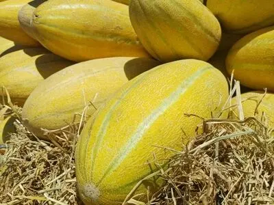 تربت‌جام قطب نخست تولید خربزه در ایران