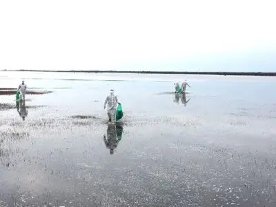 تلفات شدید پرندگان در پارک ملی بوجاق/ دانه پاشی برای ماندگاری طیور آلوده به آنفلوآنزا