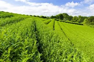 افزایش ۷۲ درصدی قیمت برگ سبز چای در سال جاری