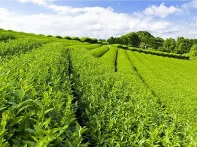 چای ایرانی الگوی موفق در صادرات غیرنفتی است