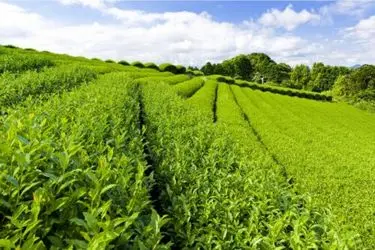 ۸۰ درصد مطالبات چای‌کاران پرداخت شد