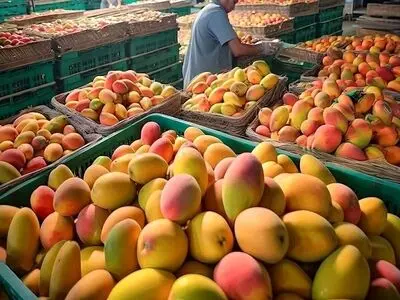 آغاز واردات انبه از ۱۰ خرداد