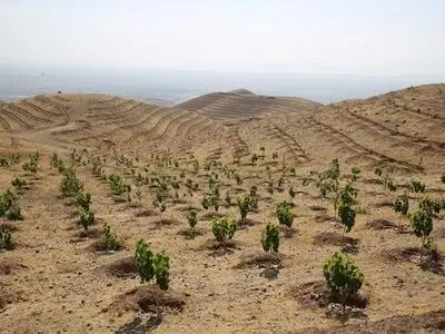 کشت 2000 هکتار نهال در اراضی بیابانی استان مرکزی