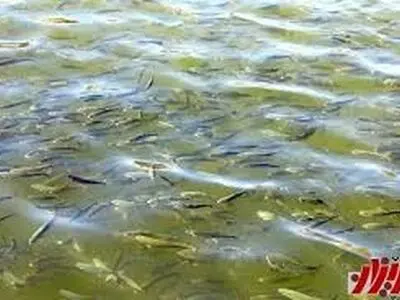 رهاسازی ۳۰۰ هزار قطعه بچه ماهی در دریاچه زریبار