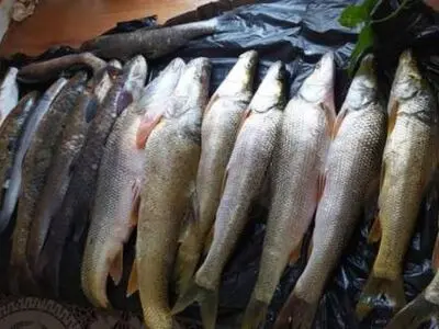 دستگیری ۲ نفر متخلف صید غیر مجاز ماهی در دریاچه سد دز دزفول