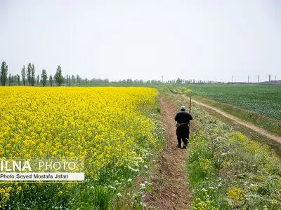ظرفیت‌ها و توانایی‌های «مهدی‌آباد بزرگ» در بخش کشاورزی