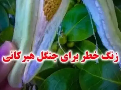 گیاه مهاجم اروجیا، زنگ خطر  برای جنگل هیرکانی + فیلم