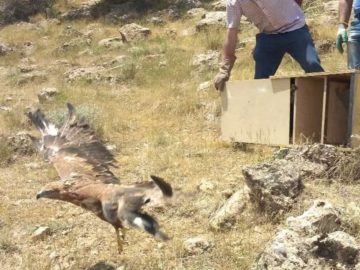 چهارمین رهاسازی گونه‌های بهبود یافته مرکز بازپروری پارک طبیعت پردیسان