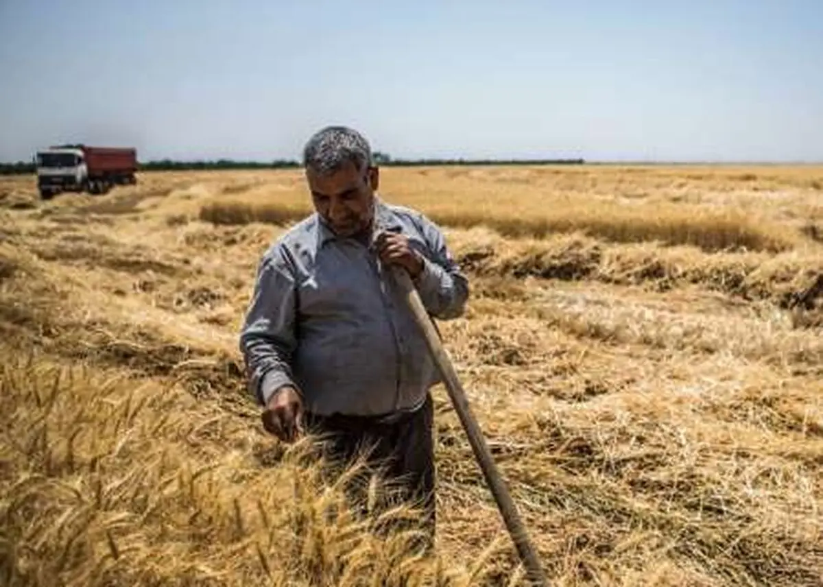 پایان خرید تضمینی گندم، کلزا و گلرنگ در اصفهان