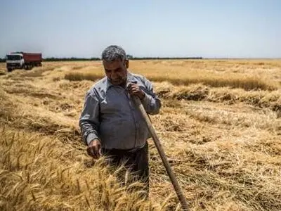 پایان خرید تضمینی گندم، کلزا و گلرنگ در اصفهان