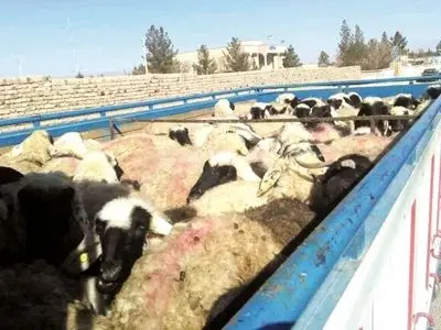 جریمه شدن هفت میلیارد و ۴۰ میلیونی قاچاقچی دام زنده