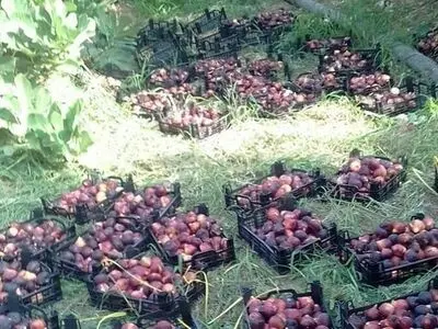 انجیرستان های معمولان توسعه و گسترش می یابند 