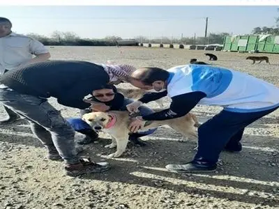 هشدار اداره کل دامپزشکی استان اردبیل در خصوص خطر شیوع بیماری تب برفکی به دامداران