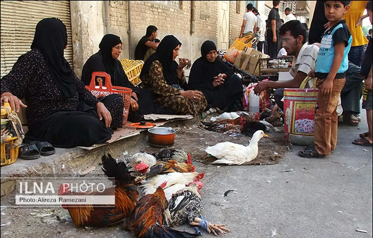 بازار فروش ماکیان محلی بوکان تعطیل می‌شود