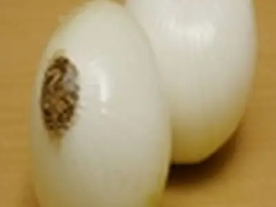 سرمازدگی دوام پیاز را تضمین می‌کند