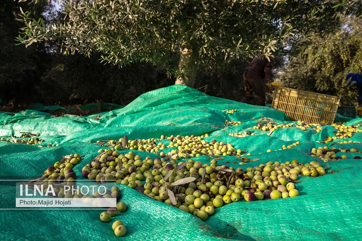 جذب سالانه 65 هزار تن زیتون در واحدهای فرآوری استان قزوین