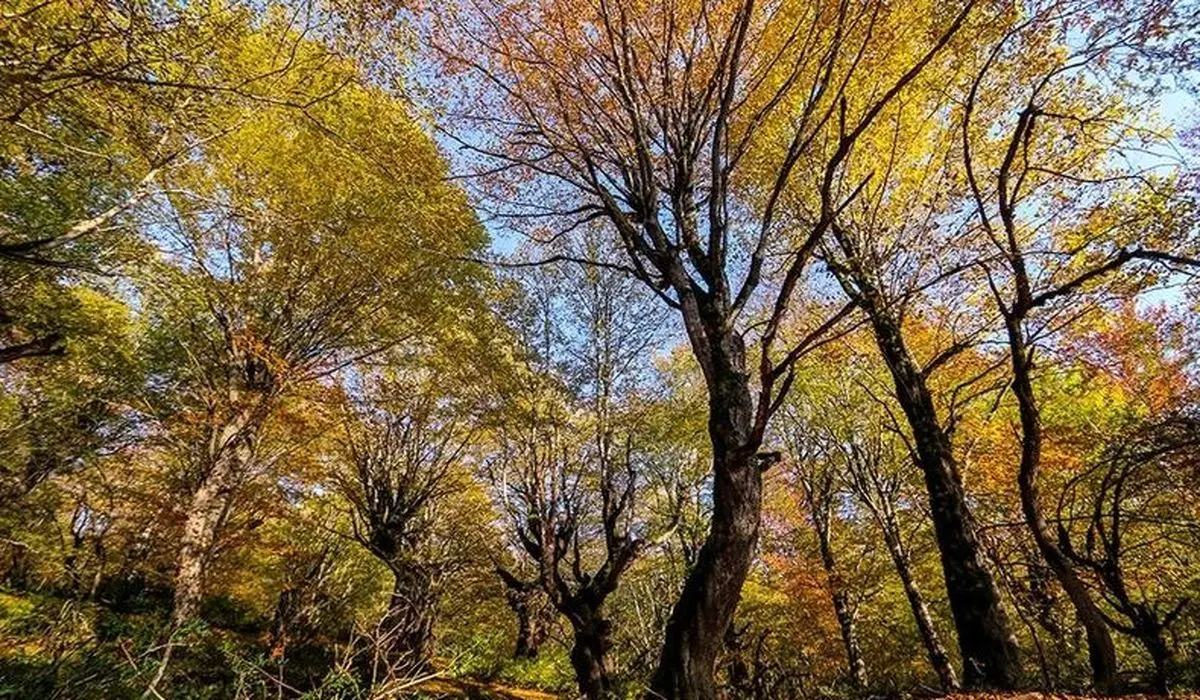 ورود مدعی‌العموم جهت شناسنامه‌دار کردن درختان حوزه قضایی شهرستان شهریار