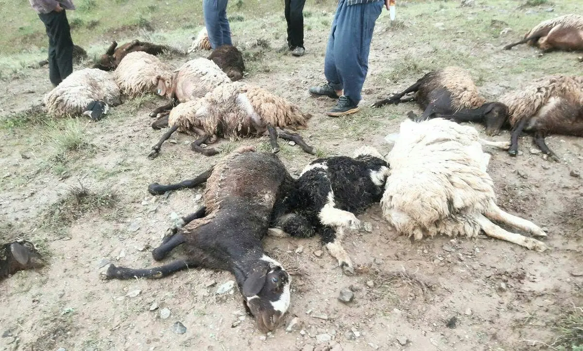 تلف شدن ۱۸ راس دام در شهرستان خواف 