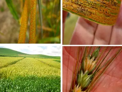 خطر زنگ زرد و زنگ قهوه‌ای در کمین گندم‌زارهای شمال استان اردبیل