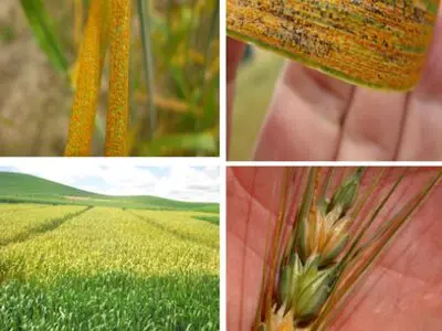 خطر زنگ زرد و زنگ قهوه‌ای در کمین گندم‌زارهای شمال استان اردبیل